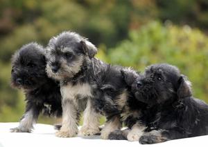 SCHNAUZER BEBE OFERTA