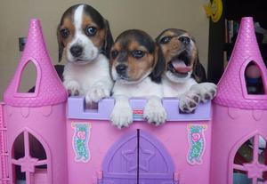 Se Vende Hermosos Cachorros Beagle Tricolor de Raza Pura.