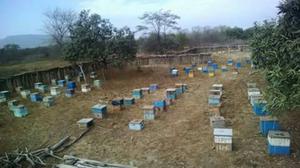 Se Vende por Ocasion 50 Camaras de Abeja