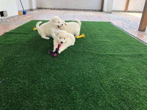 Se venden cachorros samoyedos padres presentes, abstenerse