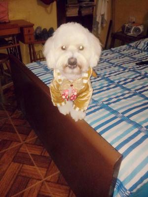 Servicio de Monta Bichon