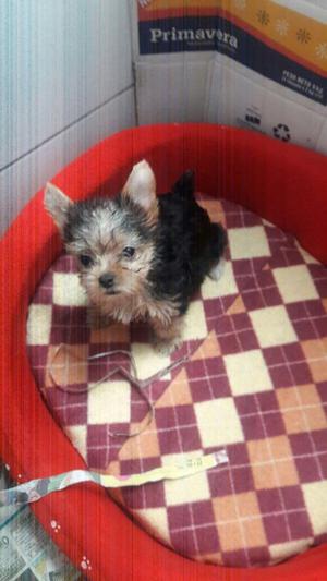 Yorkshire Terrier