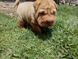 hermosos cachorros sharpei