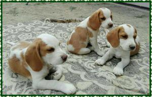 Beagle Bicolor Caramelo con Blancos