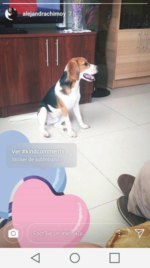 Beagle Macho 5 meses