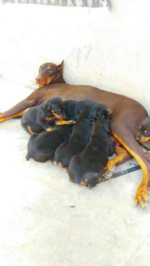 Cachorras Doberman