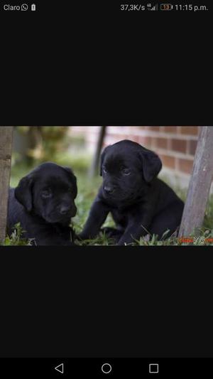 Cachorros Golden Retriever Negros