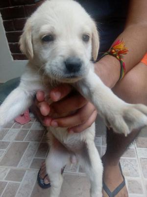 Cachorros Labradores