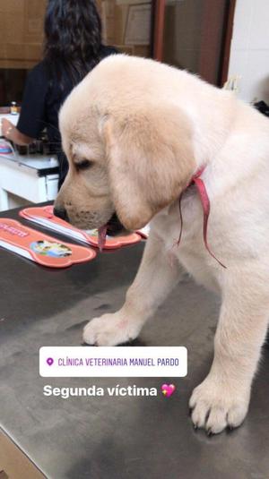 Cachorros en Venta