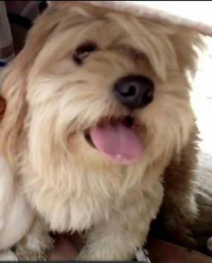 Linda Shitzu en Adopción