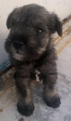 SCHNAUZER BEBE A LA VENTA