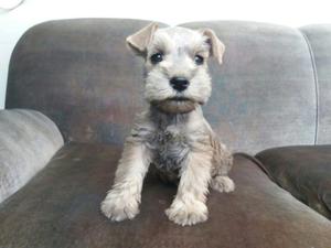 Schnauzer Plateado