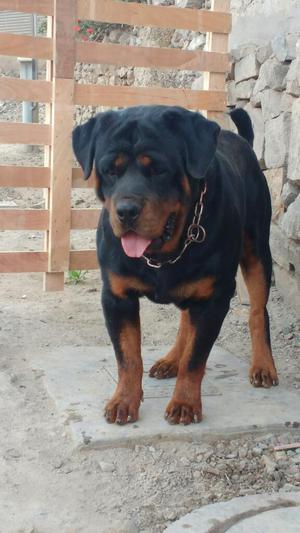 Servicio D Monta Rottweiler 