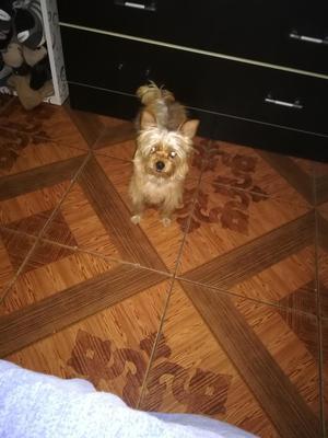 Yorkie Cachorra