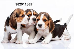 beagle cachorros