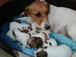 lindos cachorritos jack russell terrier a 300 soles tl