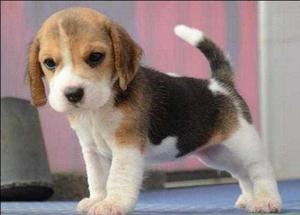 perros beagle