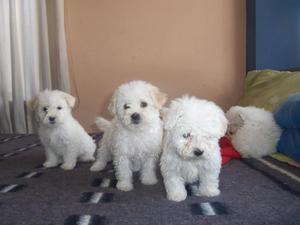 vendo cachorros bichon 700 soles