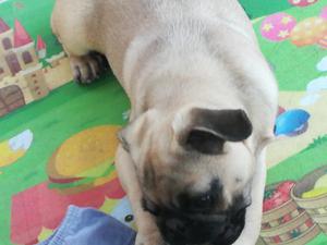 venta de pug carlino de 3 meses