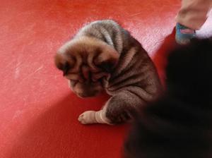 Vendo Hermosos Cachorros Shar Pei