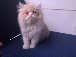 vendo gatito persa macho 3 meses