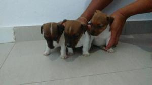 Cachorros Jack Russell
