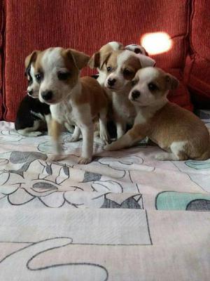 Chihuahua Cruze con Jack Russell