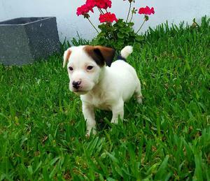 Jack Russell ☏