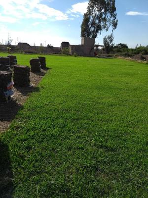 Venta de Grass Natural Vivero