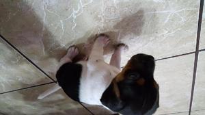 cachorros de Jack Russell Terrier patas cirtas