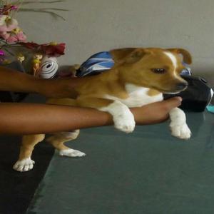 jack russell bicolor