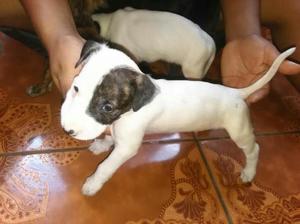 Cachorros mamá Bull Terrier S/