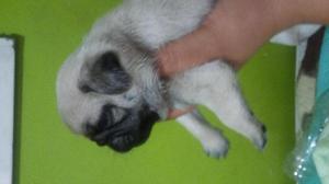 Cachorritas pug carlino