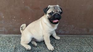 Cachorro Pug