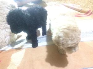 Cachorros Frech Poodle