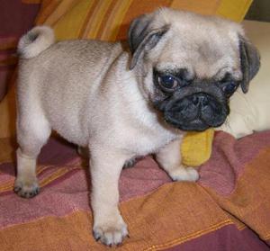 Hermoso Pug Carliño Color Arena