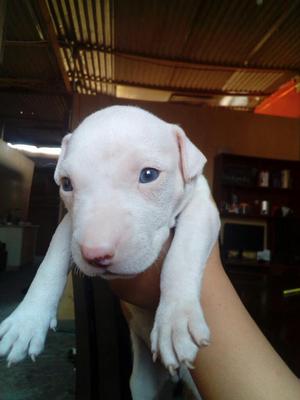 Perros Pitbull