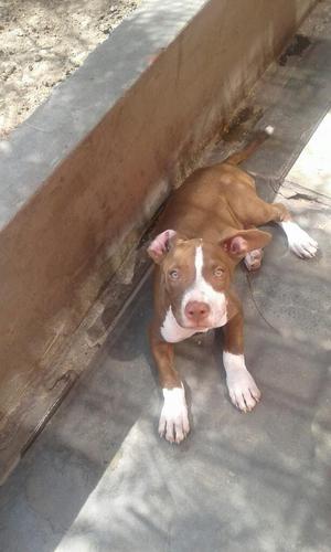 Pittbull Fucion X American Bull