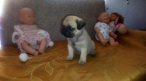 Pug Carliño Cachorro