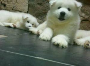 Samoyedo