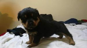 Se venden rottwailer 2 meses cusco vacunas al dia