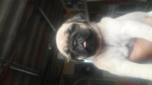 cachorritos pug