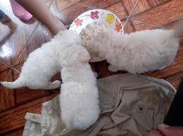 BICHON FRISE HERMOSOS CACHORROS HEMBRAS Y MACHOS A PRECIO