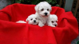 Bichon Frise