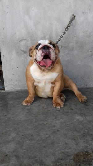 Bulldog Ingles Cachorra