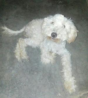 Cachorro French Poodle