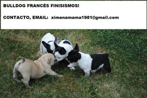 Cachorros Bulldog Frances De 3 Meses Con Vacunas