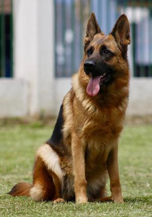 Cachorros Pastor Aleman