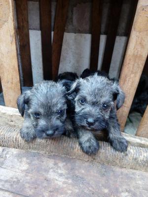 Cachorros Schnauzer miniatura en venta