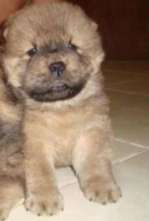 Chow Chow